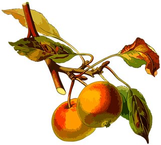 Apple, Zweig, Laubbaum, Obst, Kräuter - Malus Domestica (378x340)