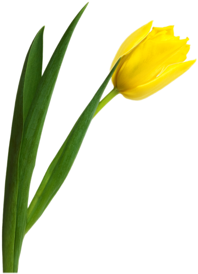 Yellow Tulip Png Image - Yellow Tulip Flower Png (794x928)