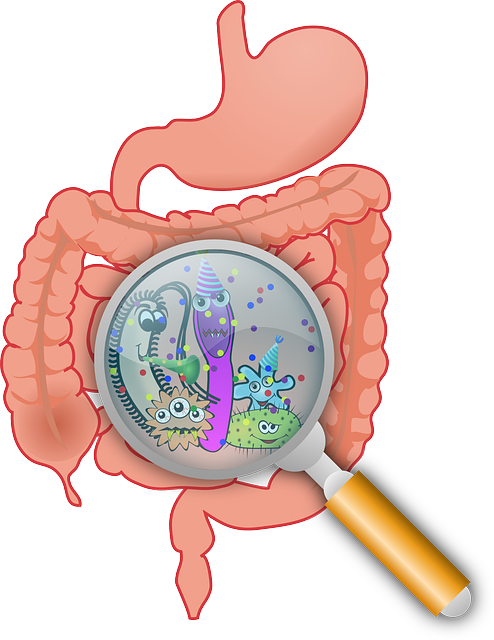 Gut Microbiome Png (494x640)