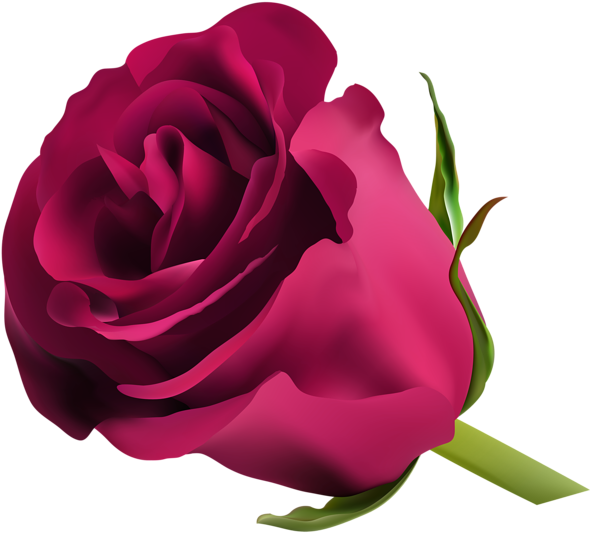 Pink Rose Png Clip Art - Blue Rose Png (600x538)
