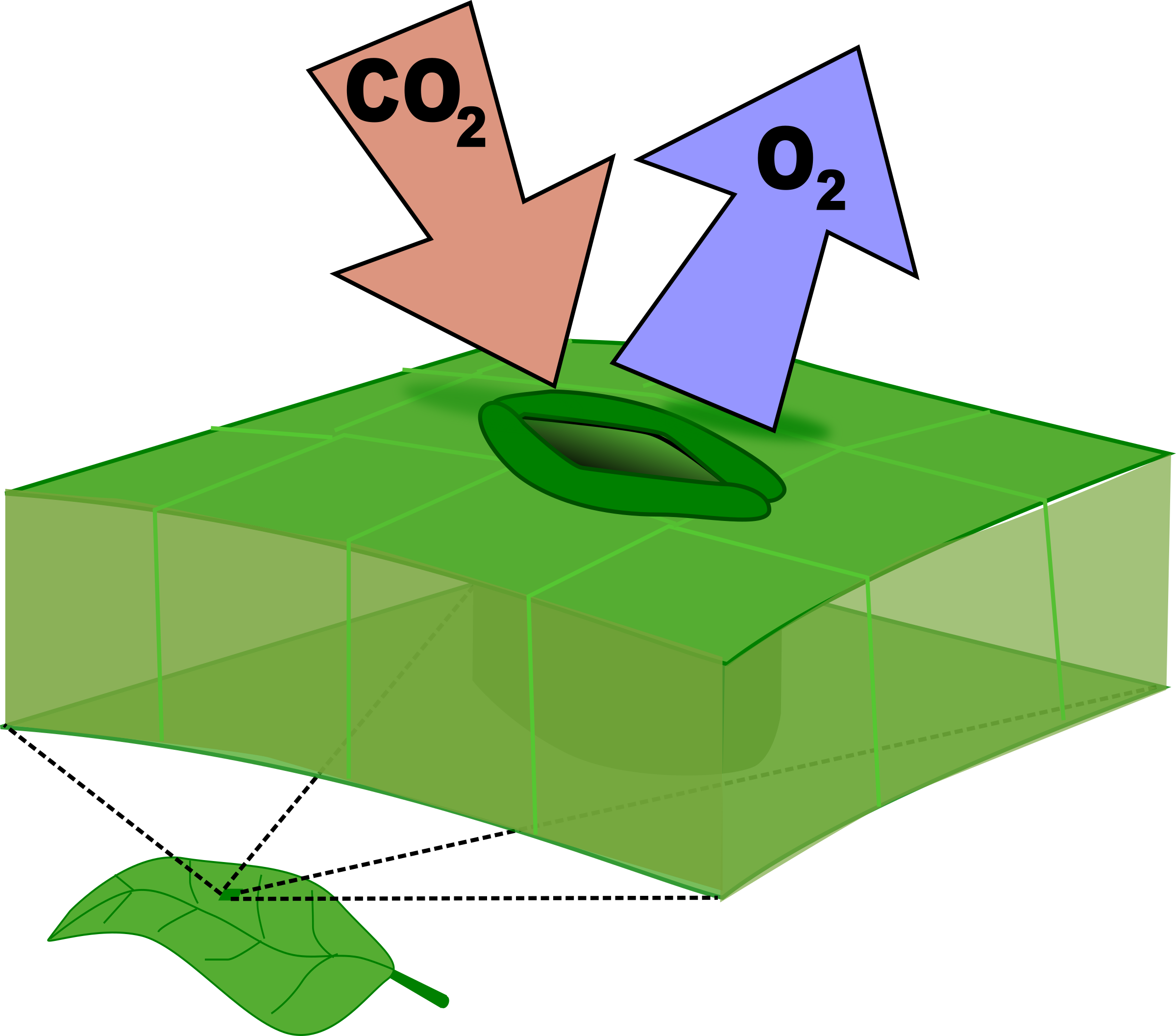 Clipart Klyvöppning - Stomata Clipart (2400x2114)