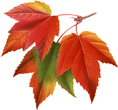 Autumn Leaves - Maple Leaves (400x400)