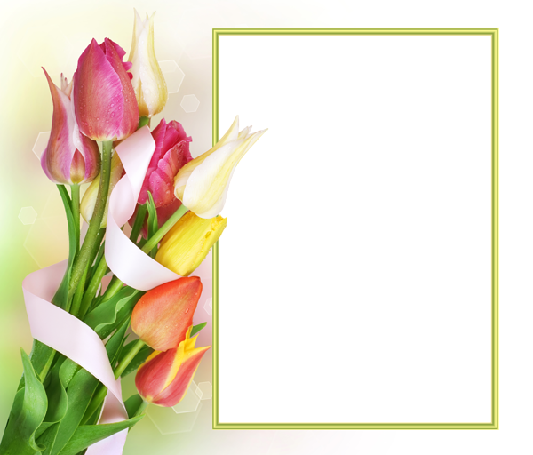 Rahmen, Deko, Foto Online, Blumenfotos, Rosenblüten, - Tulips Frame Png (600x512)