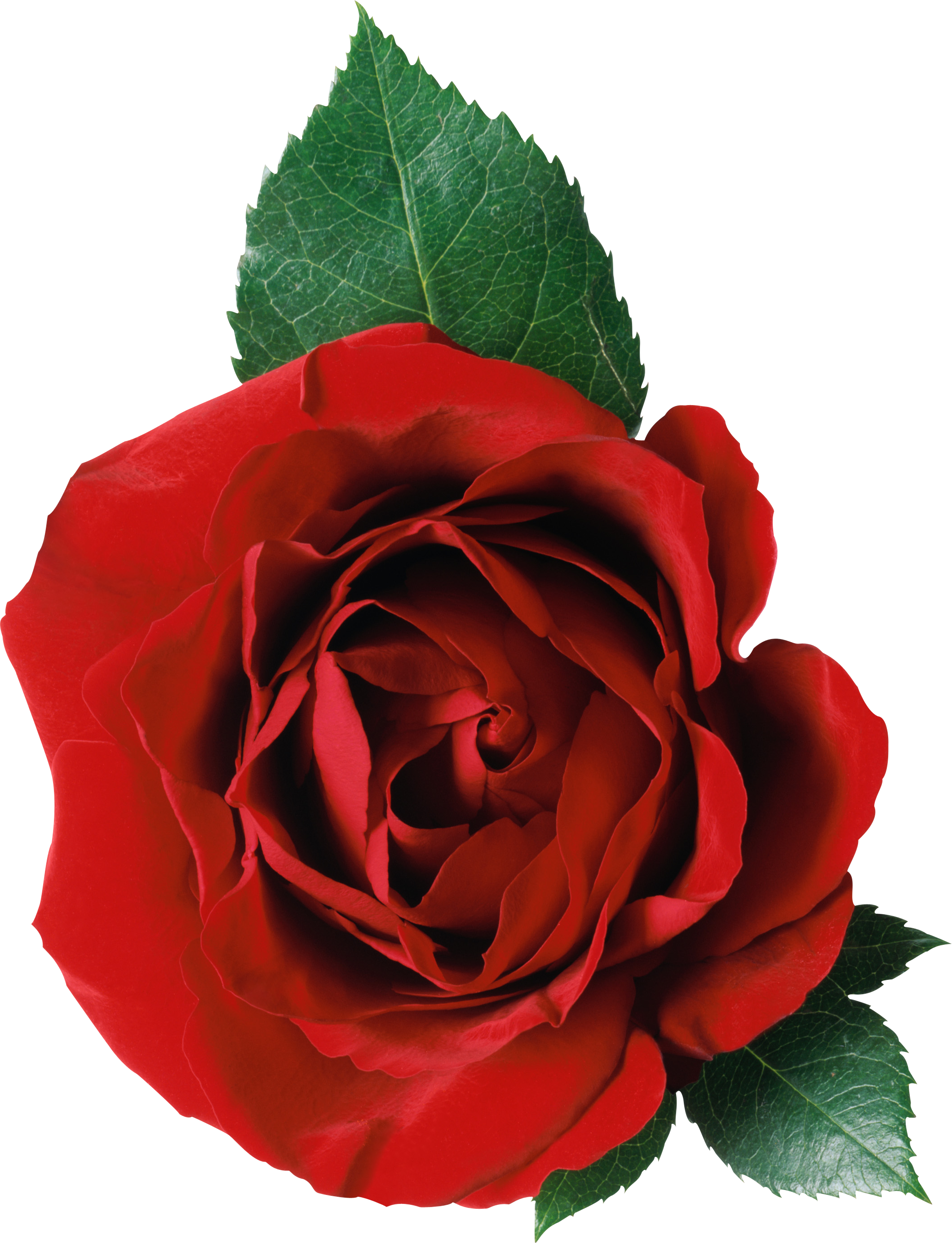 Rose Png Image, Free Picture Download - Rose Png (2119x2768)