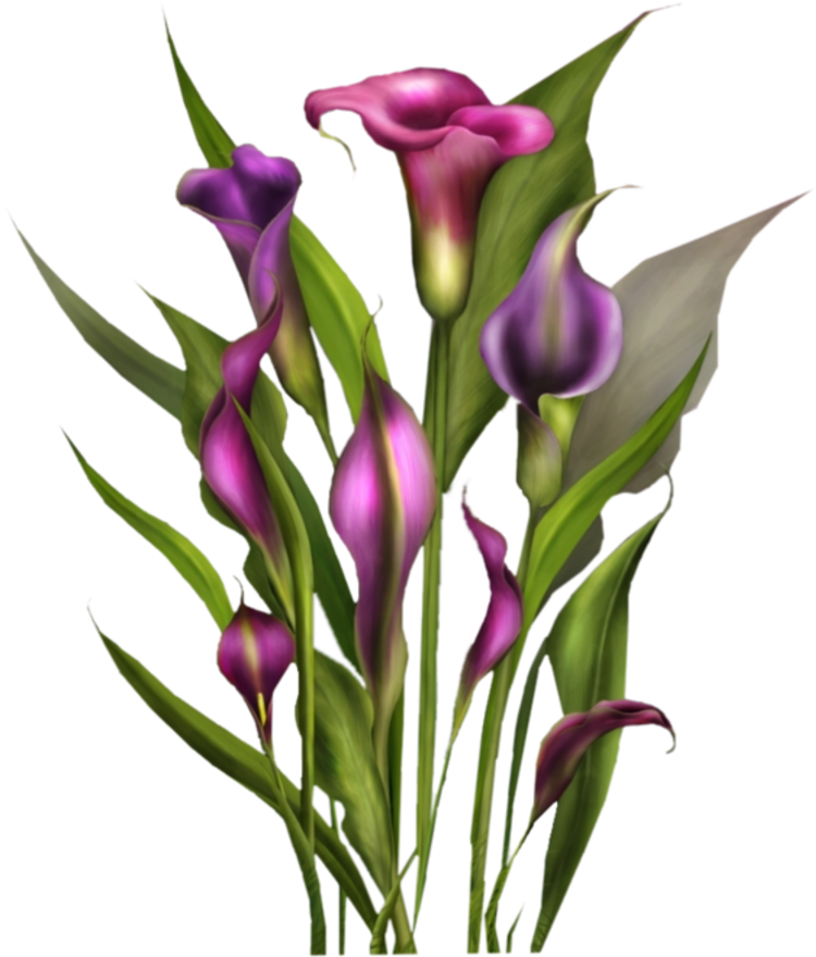 Gifs Et Tubes Fleurs Pour Scrapbooking Page 2 Tableau - Imagem Com Nome Ivanilda (800x926)