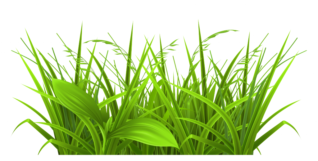 Free Download Grass Images Clip Art 6 Full Size - Physiological Efficiency For Crop Improvement (1024x519)