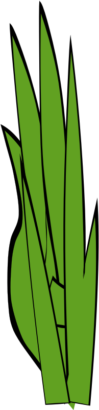 Grass Blades And Clumps - Grass Blades And Clumps (800x800)