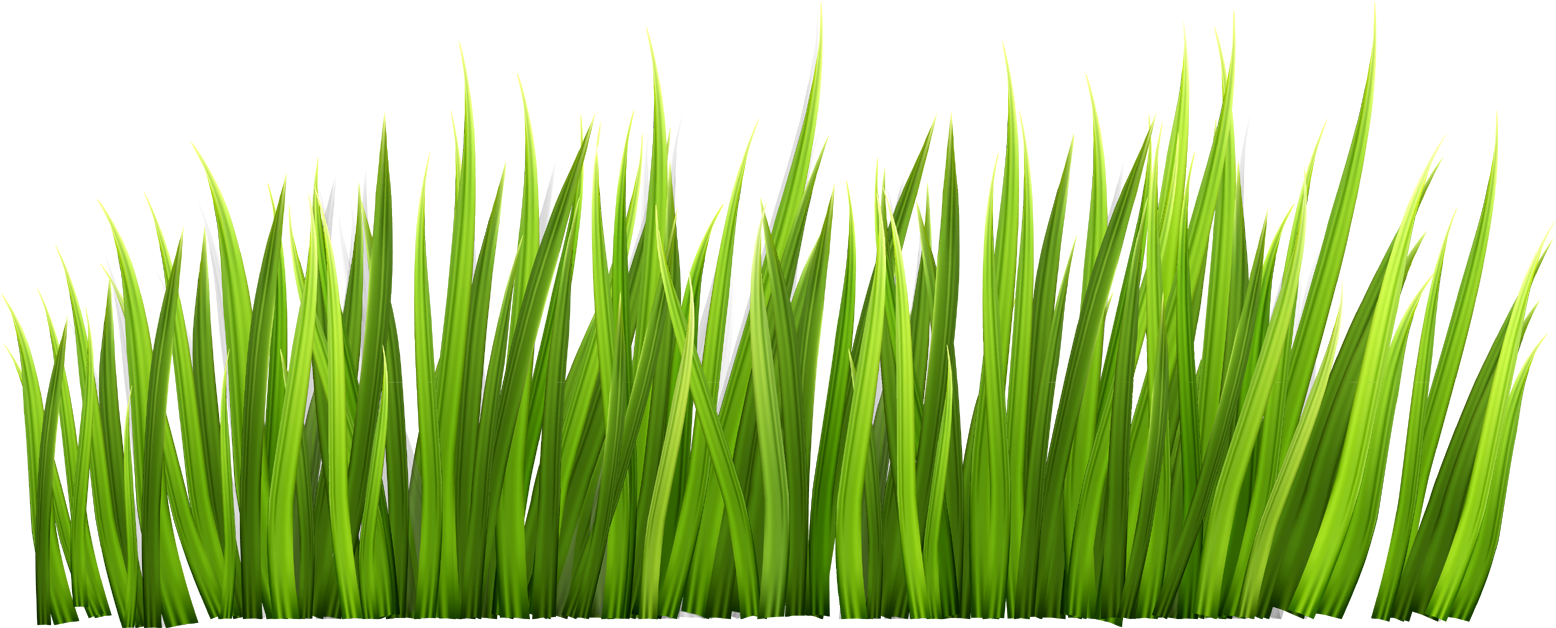 Grass Clipart Transparent - Clipart Grass Transparent Background (1600x656)