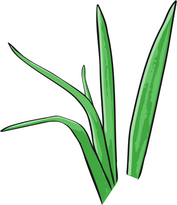 Green Grass Rooweb Clipart - Green Grass Rooweb Clipart (904x1000)