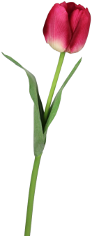 Tulip (350x350)