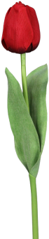 Tulpe Royal Rot 49 Cm - Einzelne Tulpen (350x350)