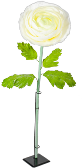 Ranunculus Xl Weiss Grün H 125 Cm, Ø 38 Cm - Buttercup (350x350)