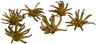Spidergum Claw 6 Stück Natur 7 8cm - Brass (350x350)