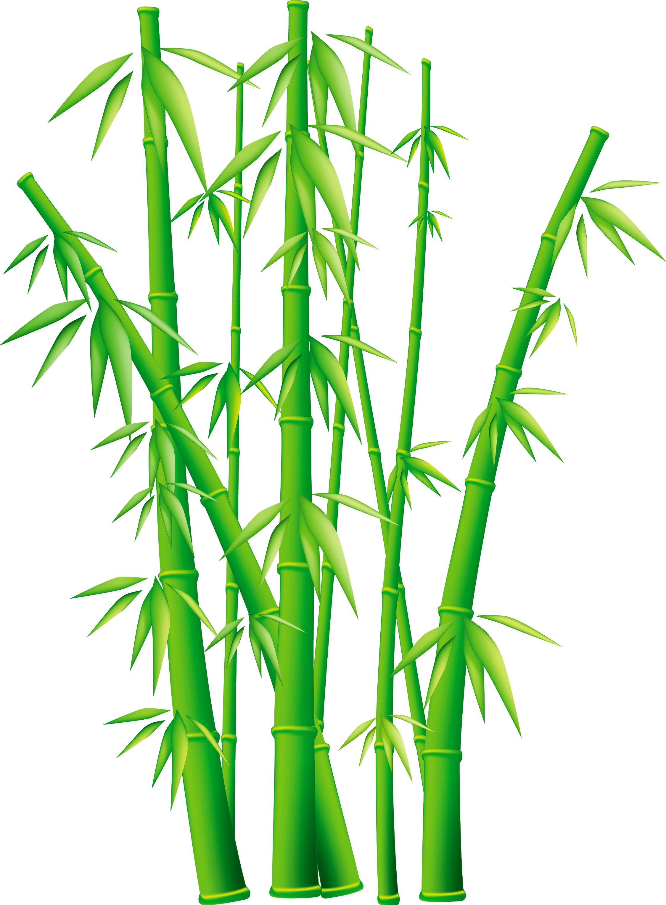 Bamboo Clip Art - Bamboo Png (2250x3057)