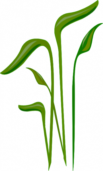 Grass For Tubes - Portable Network Graphics (362x600)