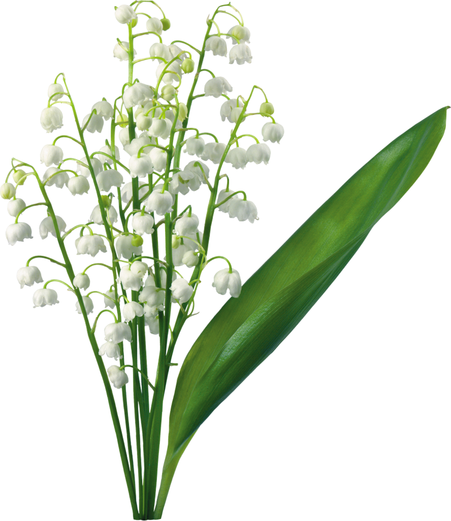 Transparent Lily Of The Valley - Lily Of The Valley Png (880x1015)