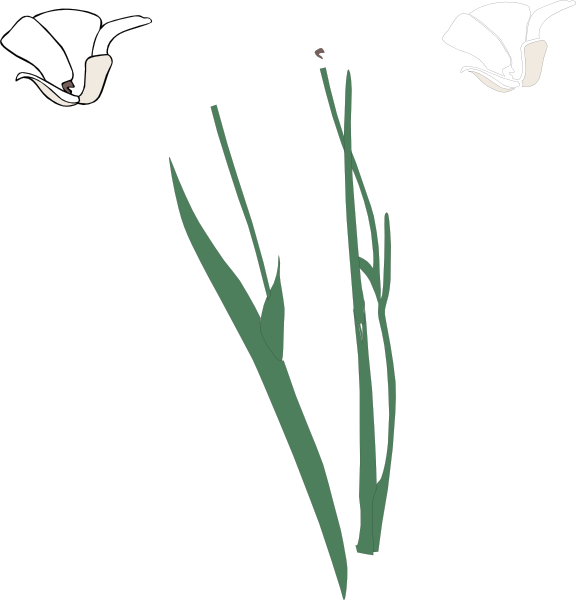 White Long Stem Flower Broke Apart Clip Art - Plant Stem (576x600)