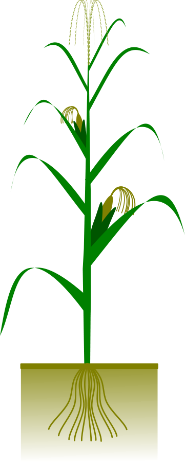 How To Set Use Maize Plant Svg Vector - Maize Plant (361x900)