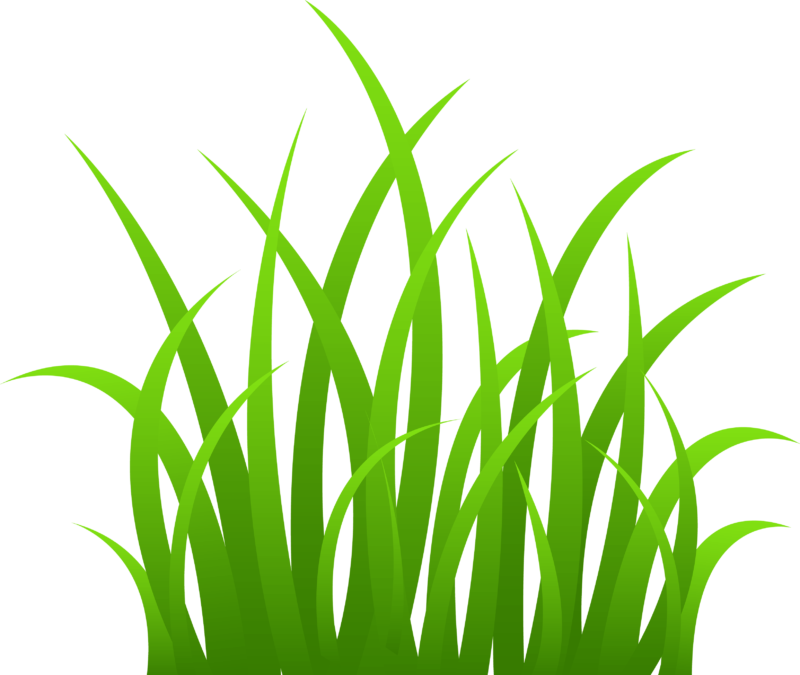 See Here Grass Clipart Black And White Outline Free - Transparent Background Clipart Grass (800x675)