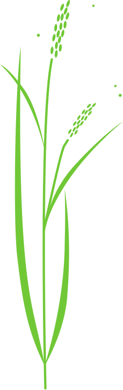 1 - Drawing Of Rice Plant (253x800)