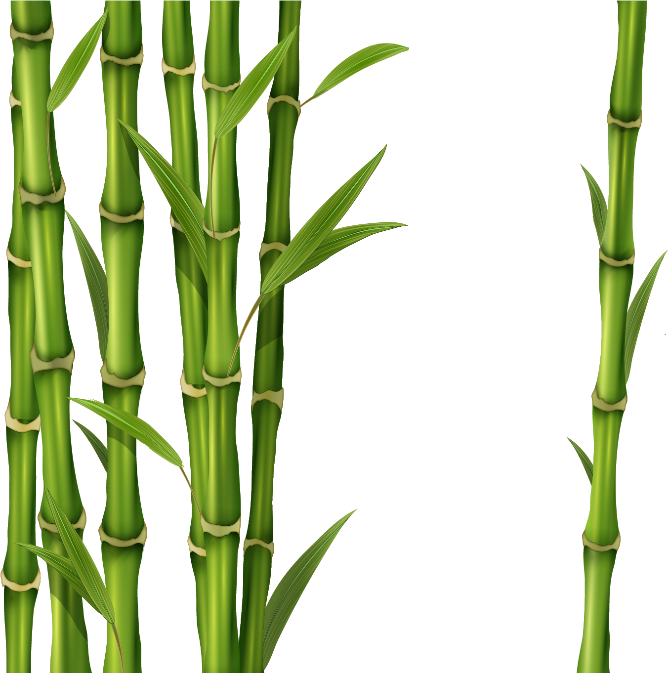 Bamboo Png Clipart Image 02 - Bamboo Png (1361x1797)
