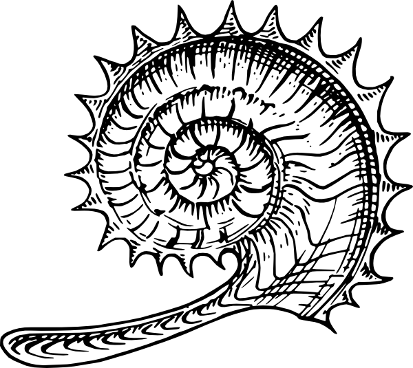 Free Vector Ammonite Clip Art - Ammonites Clip Art (600x535)