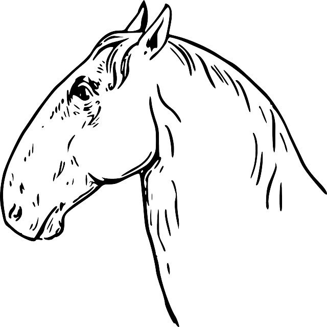 Head, Horse, Ram, Type, Headed, Equine, Mane, Types - Horse Head Drawing Mugs (640x640)