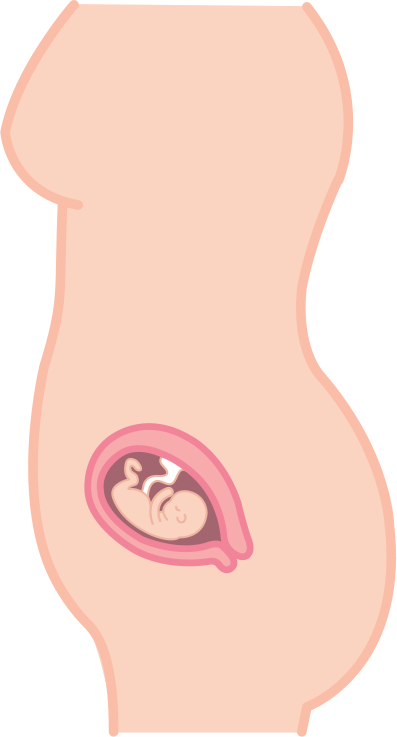 Baby's Heartbeat Can Be Heard With A Stethoscope - Baby's Heartbeat Can Be Heard With A Stethoscope (397x737)