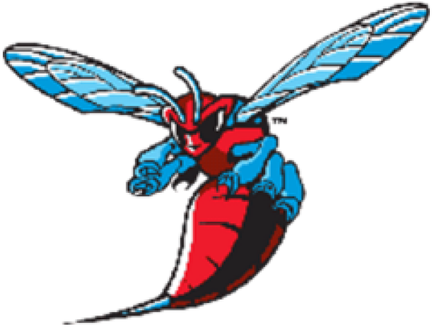Hornet Clipart Albany - Hornet Clipart Albany (640x480)
