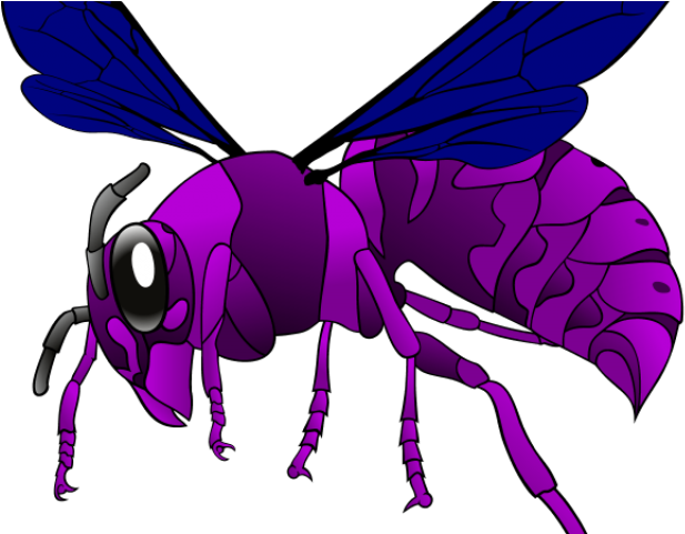 Hornet Clipart Transparent - Hornet Clipart Transparent (640x480)