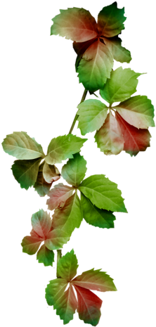 Фотки Branches, Clip Art, Wood, Illustrations - Фотки Branches, Clip Art, Wood, Illustrations (297x500)