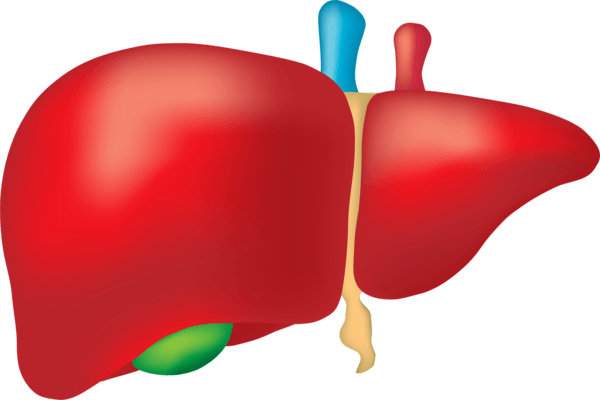 Sugar Is Really Hard On Your Liver As Well - Sugar Is Really Hard On Your Liver As Well (600x400)