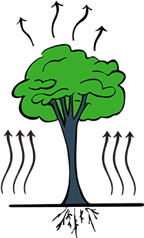 When The Tree Gives Off Vapor Through Evapotranspiration - When The Tree Gives Off Vapor Through Evapotranspiration (433x361)