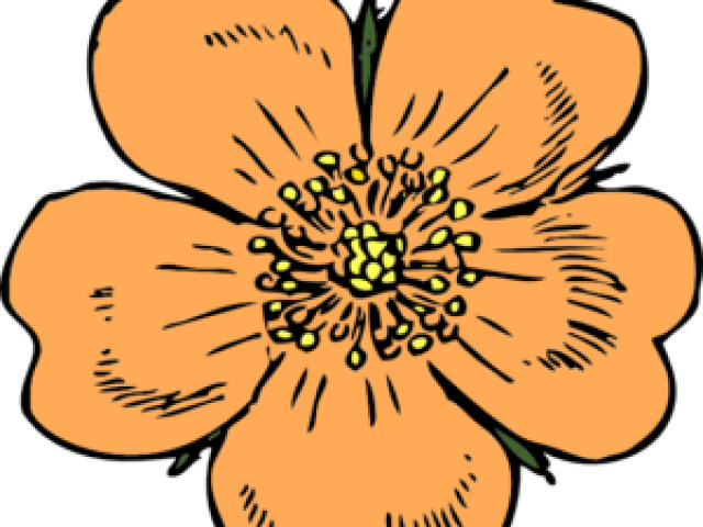 Peach Flower Clipart Orange - Peach Flower Clipart Orange (640x480)