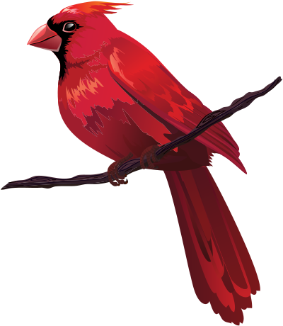 Cardinal Clipart Real Bird - Cardinal Clipart Real Bird (659x664)
