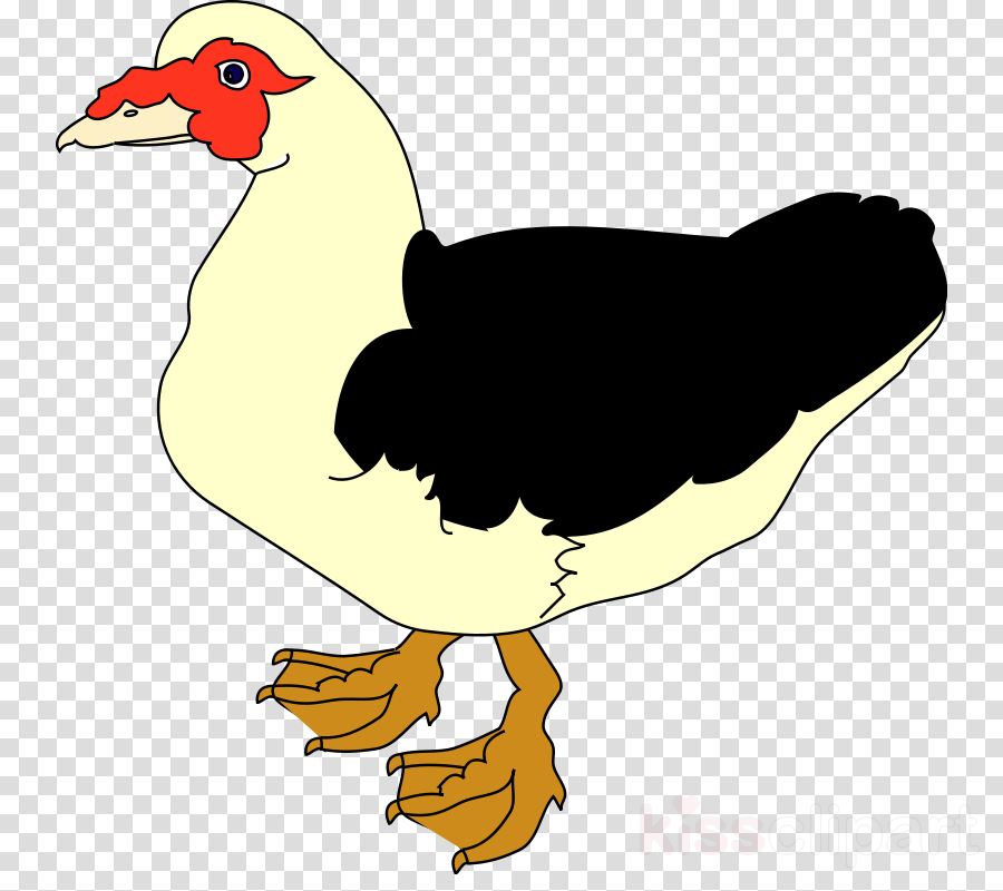 Clip Art Clipart Duck Clip Art - Clip Art Clipart Duck Clip Art (900x800)