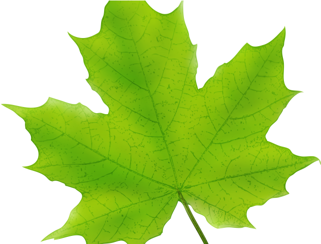Maple Leaf Clipart Cool - Maple Leaf Clipart Cool (640x480)