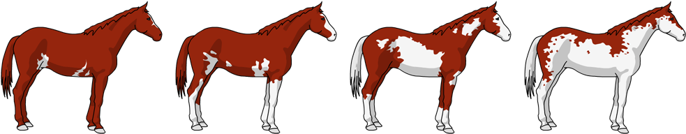 Colour Requirements Pinto And - Colour Requirements Pinto And (1000x200)