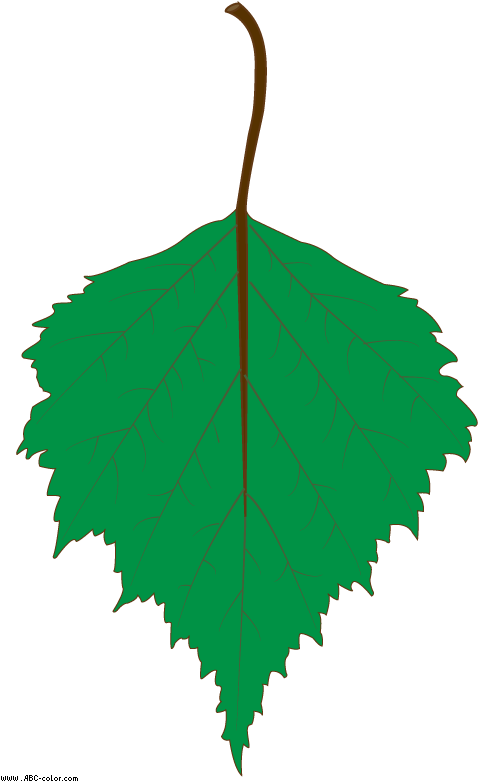Birch Clipart Transparent - Birch Clipart Transparent (567x822)