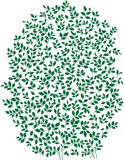 Acanthus Whitewater - Acanthus Whitewater (465x583)