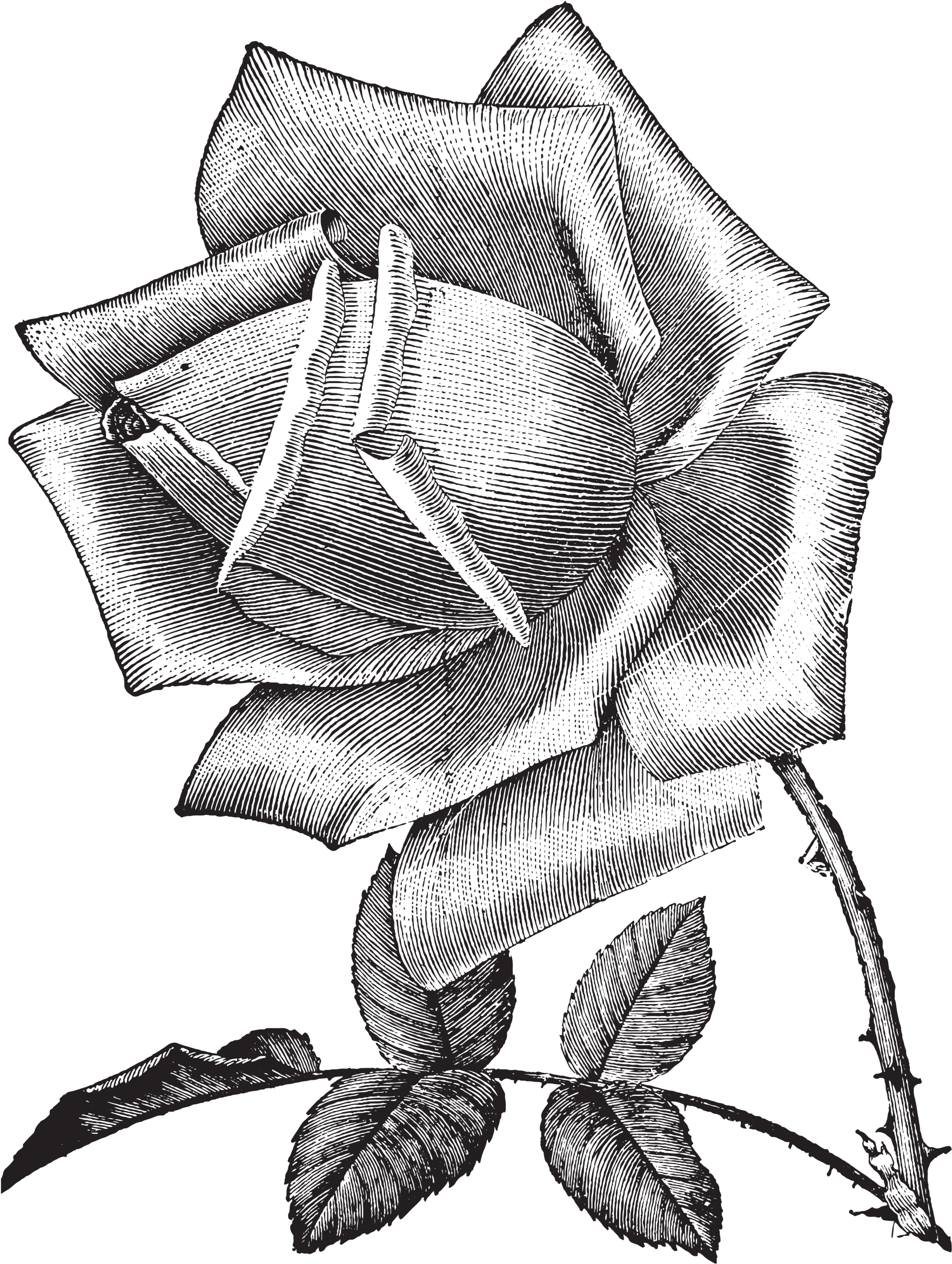 Vintage Sketch At Paintingvalley - Vintage Sketch At Paintingvalley (1857x2466)