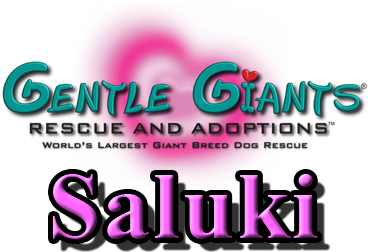 Greyhounds At Gentle Giants Rescue And Adoptions - Greyhounds At Gentle Giants Rescue And Adoptions (792x257)