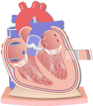 Coronal Section Of The Pericardium Animation Slide - Coronal Section Of The Pericardium Animation Slide (770x406)