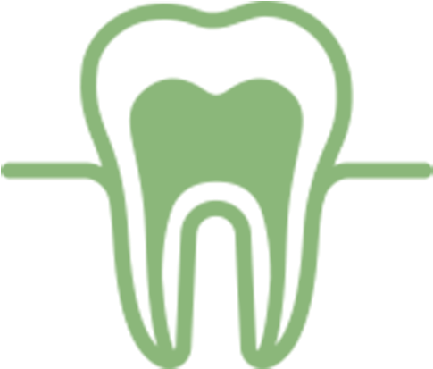 The Anatomy Of A Tooth - The Anatomy Of A Tooth (500x412)