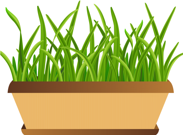 Pot Plant Clipart Bucket Flower - Pot Plant Clipart Bucket Flower (640x480)