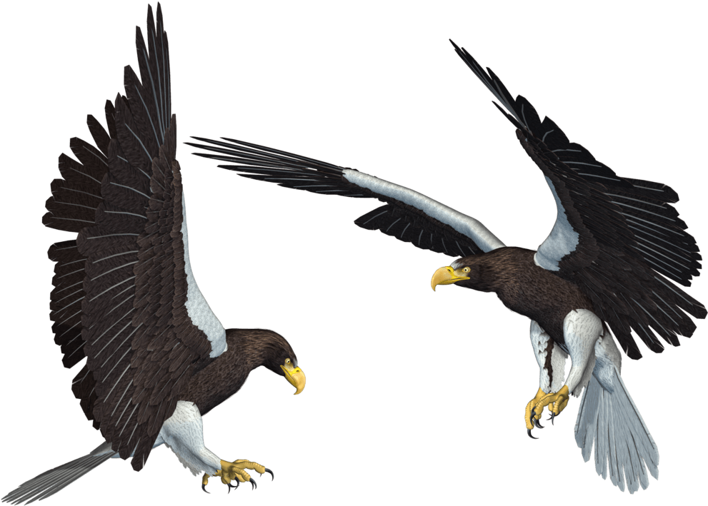 Bald Eagle Clip Art Png, Download Bald Eagle Png Transparent - Bald Eagle Clip Art Png, Download Bald Eagle Png Transparent (1024x768)