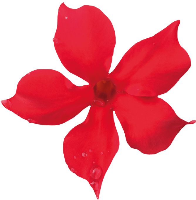 Sundaville Mini Scarlet - Sundaville Mini Scarlet (871x1111)