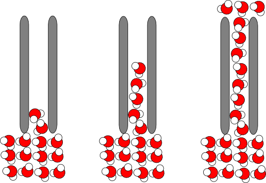 Capillary Action Of Water - Capillary Action Of Water (538x371)