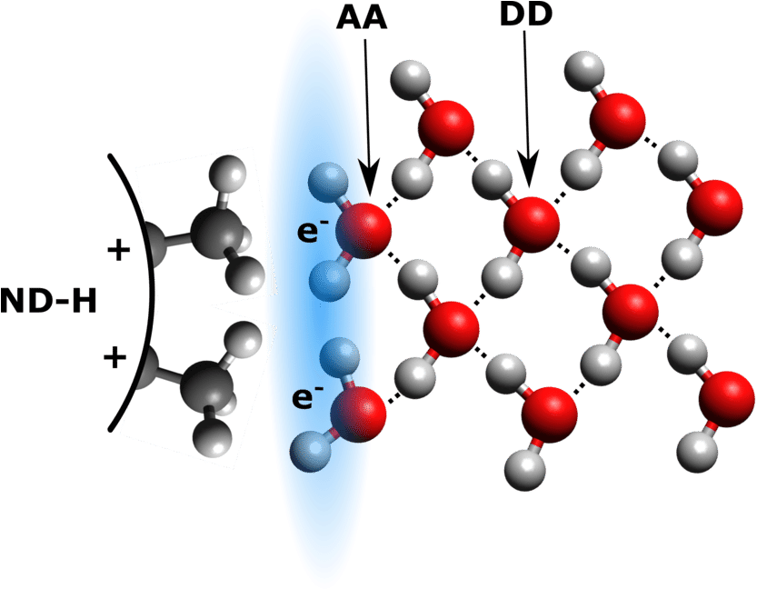 Schematic View Of Proposed Hydrogen Bonding Between - Schematic View Of Proposed Hydrogen Bonding Between (850x650)