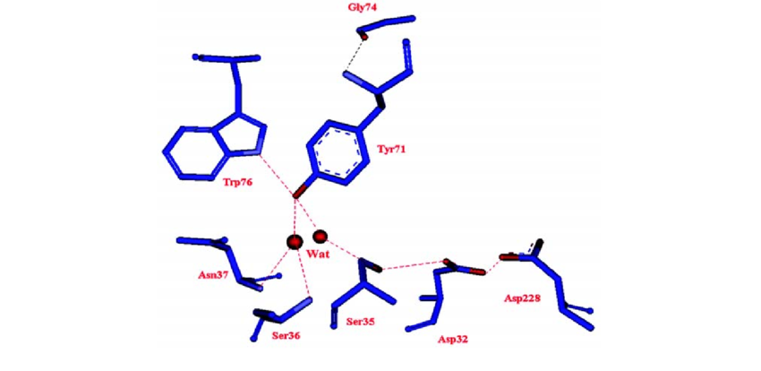 The Important Water Molecules Mediated Hydrogen-bonding - The Important Water Molecules Mediated Hydrogen-bonding (850x414)